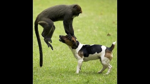 funny dog vs monkey video ll funny video llcomedy videos llzili funny video