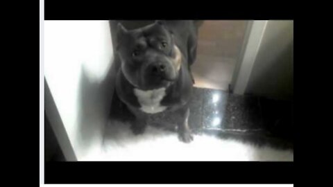 Not your average dog, American Bully/pit bull says NO to cookie!!