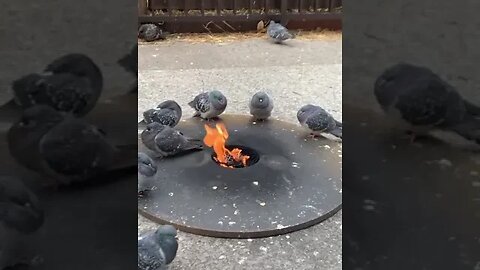 Self roasted squab #shorts #ytshorts #funny #animals