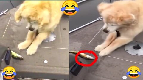 This dog play with fish, very funny, dog,