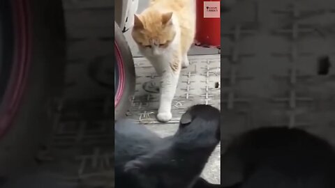 Kelakuan Random Kucing Bagian 36