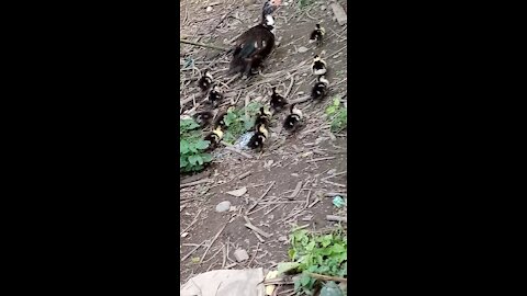 duck chicks playing