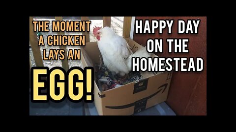 The Moment a Chicken Lays Her Egg - Ann's Tiny Life