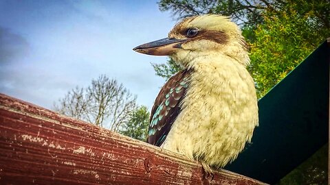 This kookaburra let me get really close to it