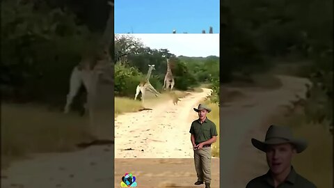 Felino é atropelado por Girafa - kkkkk #animals #savage #selva #girafas #felinos #africa