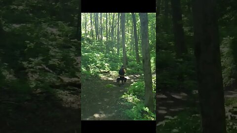 Hiking With My 2 Dogs & DJI Mavic Air 2 In Follow Me Mode #shorts #shortvideo #shortsvideo #hiking