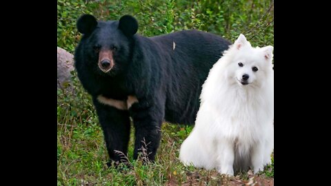 Oh my god!!!😒😒😒 bear attacks on dog puppy