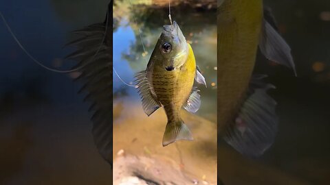 Last fish of the day! Bluegill! #fishing #outdoors #nature