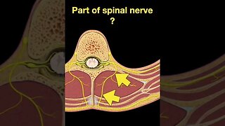 Testing Spinal cord and Nerves #Shorts Part B