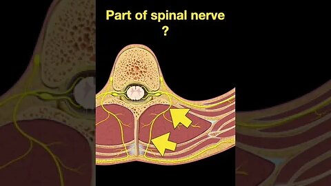 Testing Spinal cord and Nerves #Shorts Part B