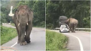 Elefante insegue un auto in strada!