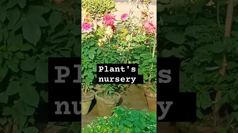 Unexpected Delight: Captivating Plant Nursery Along the Road. #plants #nursery #reels #shorts #fnf