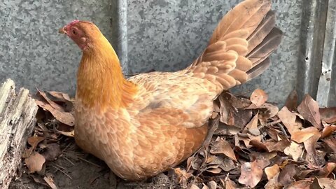 Teeny Tiny baby Chickens!!!