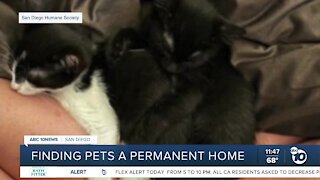 Pet of the Week: Coal