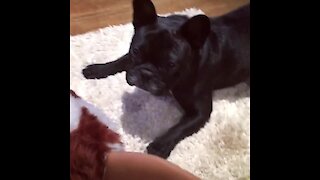 French Bulldog terrified of harmless stuffed animal