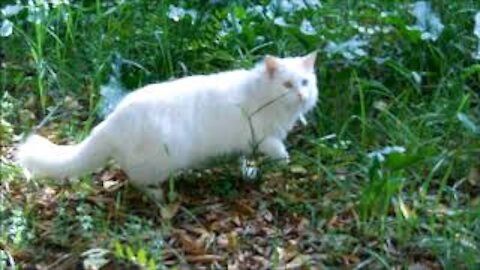 Cat with Blue and Green Eyes (odd-eyed cat)