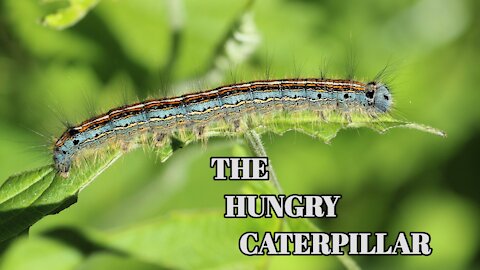 Monarch Caterpillar Eating Leaves