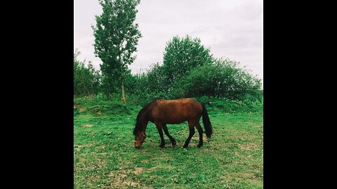 A man on horseback trying to catch free wild horses in the plain