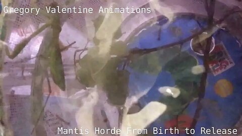 Birth of the Mantis Horde Dec 7 2022