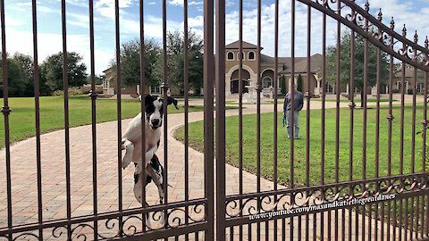 Funny Bouncing Great Dane Watch Dog