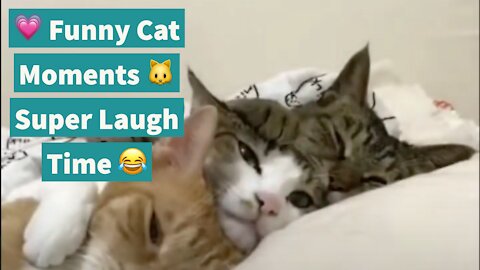 💗 Funny Cat Moments 🐱 Super Laugh Time 😂