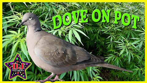 DOVE ON POT