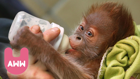 Rieke the Baby Orangutan Moves to England