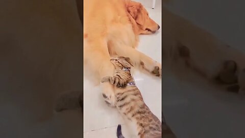 Cute_ Funniest Cats And Dogs🤣🤣_ #short #youtubeshorts #funnyanimalsclub