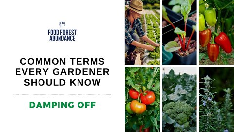 Common terms every gardener should know: damping off