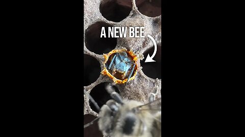 A New Bee Emerges