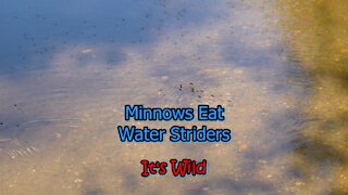 Minnows Eat Water Striders