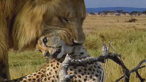 Lion kills and eats Cheetah head, Amazing Animal Attack