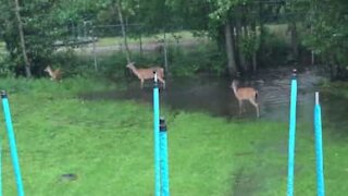 Cervi invadono un giardino per giocare con l'acqua