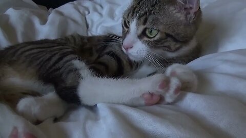 Adorable Baby Cat Stretches His Toes When Tickled