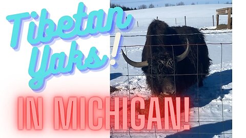 Tibetan Yaks in Michigan!