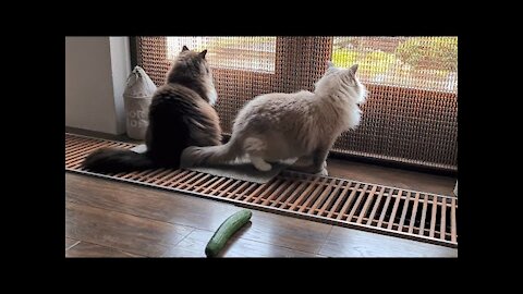 How do Laid Back Ragdoll Cats React To Cucumber