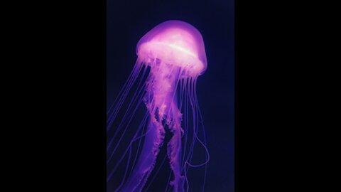 What is a jellyfish made of?,Can jellyfish eat humans?