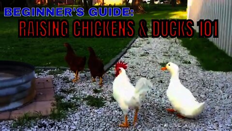 Feathered Friends EDUCATION 101/From The BROODER to the COOP!