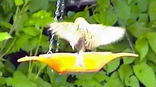 IECV NV #331 - 👀 House Sparrows Out Back At The Feeder 🐤5-21-2017