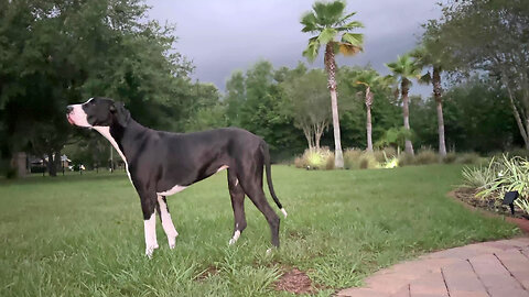 Great Dane Watches Florida Sheet Lightning Storm Turn Nighttime Into Daytime