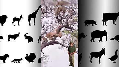 Uma leoa subiu na árvore para roubar a caça de um Leopardo #animals #savage #selva #girafas