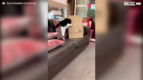 Les tentatives hilarantes de ce chat pour entrer dans un carton