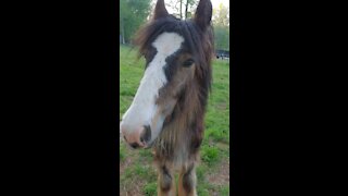 Gypsy Colt Quiggly Turns 1 Year Old - Happy Birthday!