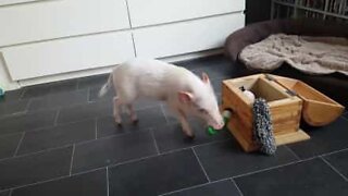 This little piggy is great at tidying up