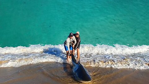 These are the creatures that ate our crabs a few weeks ago! Amazing drone footage of sharks!