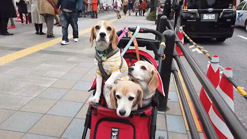 Trio of Beagles in a pram surrounded by cherry blossom spotted in Tokyo