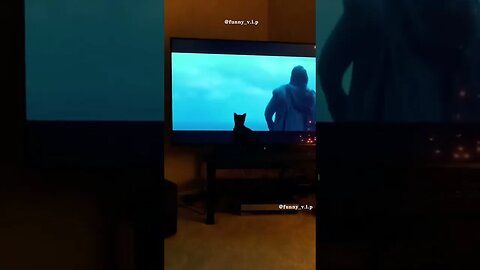 Pet cats VS UHD TV funny pet cat😂🙀😹🔥😍 #funnypets #petcat #fyp #petshorts #funnyshorts