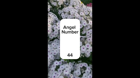 Angel number 44