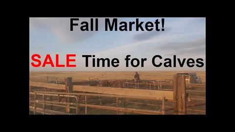 SALE TIME! | Shipping & Selling Calves | Hashknife Ranch