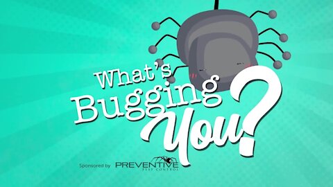 Preventive Pest Control wants to know What's Bugging You??